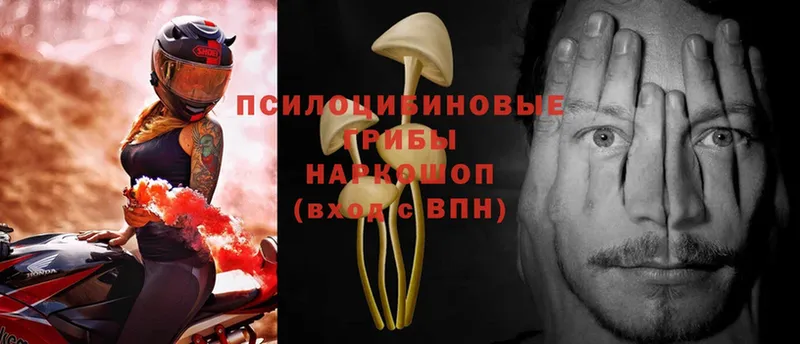 Галлюциногенные грибы Psilocybe  это клад  Когалым 